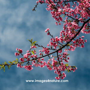 Branch with pink cherry blossoms against blue cloudy sky