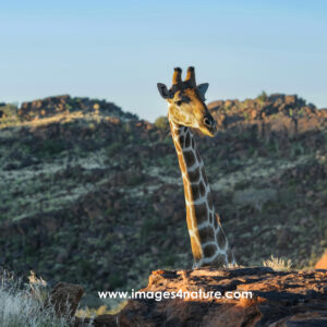 Head and neck of a giraffe standing out above red rocks