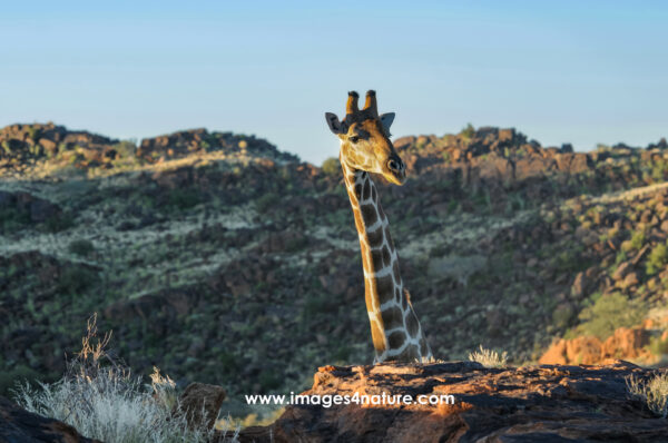 Head and neck of a giraffe standing out above red rocks
