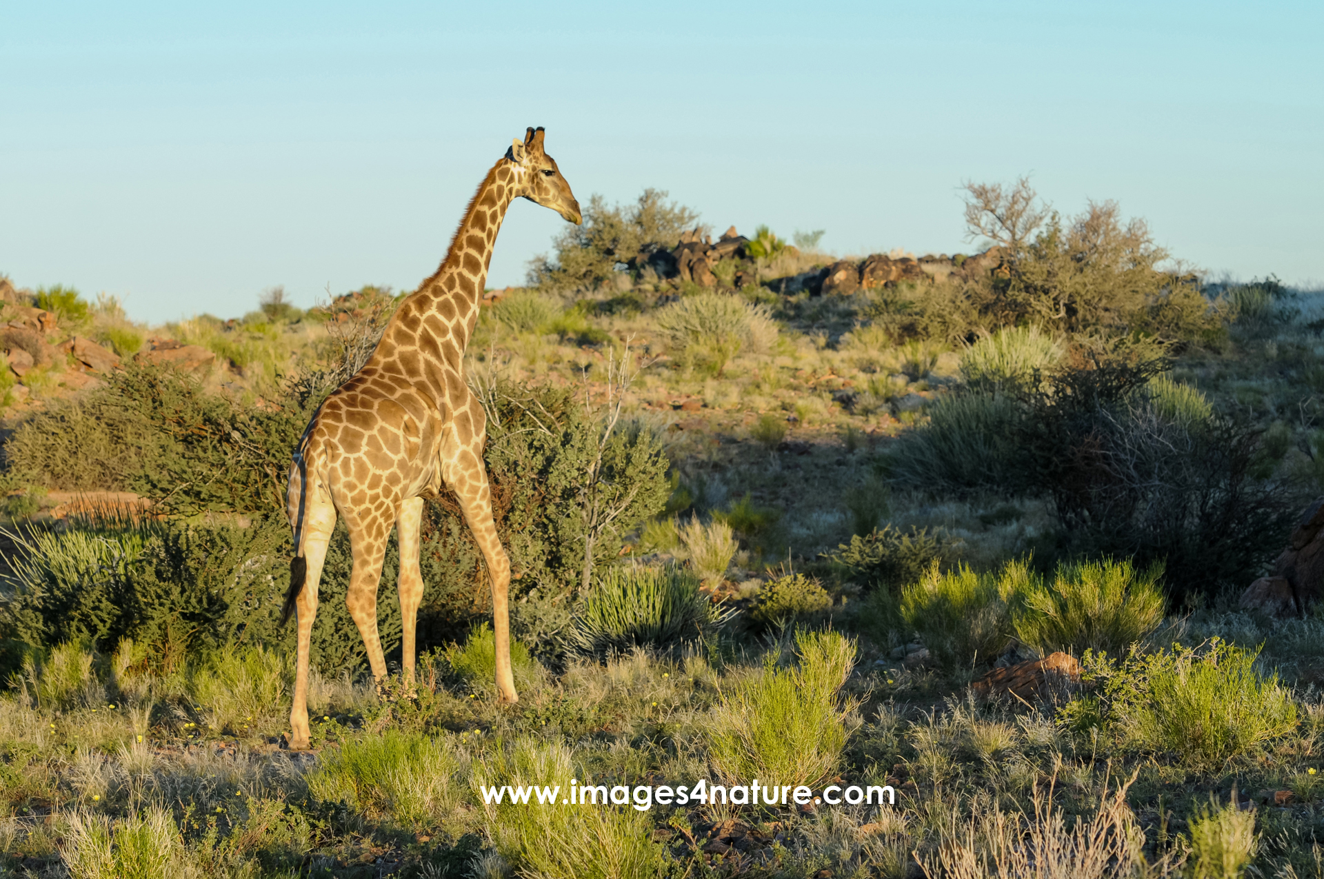 Single giraffe walking in the South African savanna afternoon sun