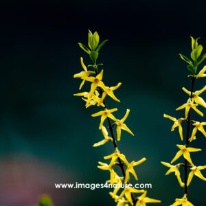 Closeup of blooming forsythia branches against dark background