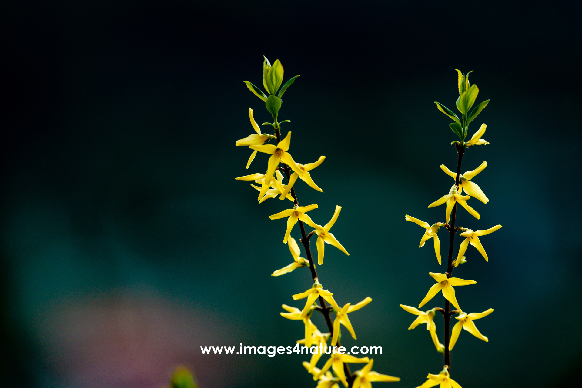 Closeup of blooming forsythia branches against dark background