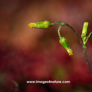 Macro shot of three yellow flower buds ready to open soon