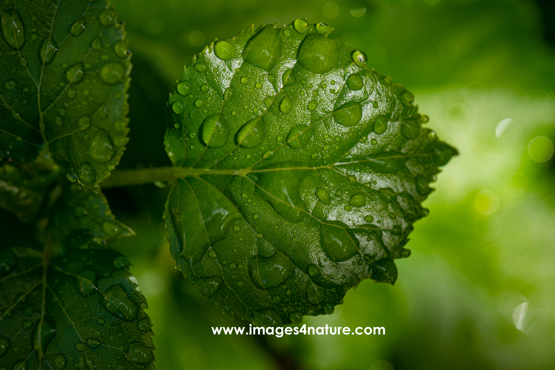 Closeup of green leaves with raindrops in the morning sun