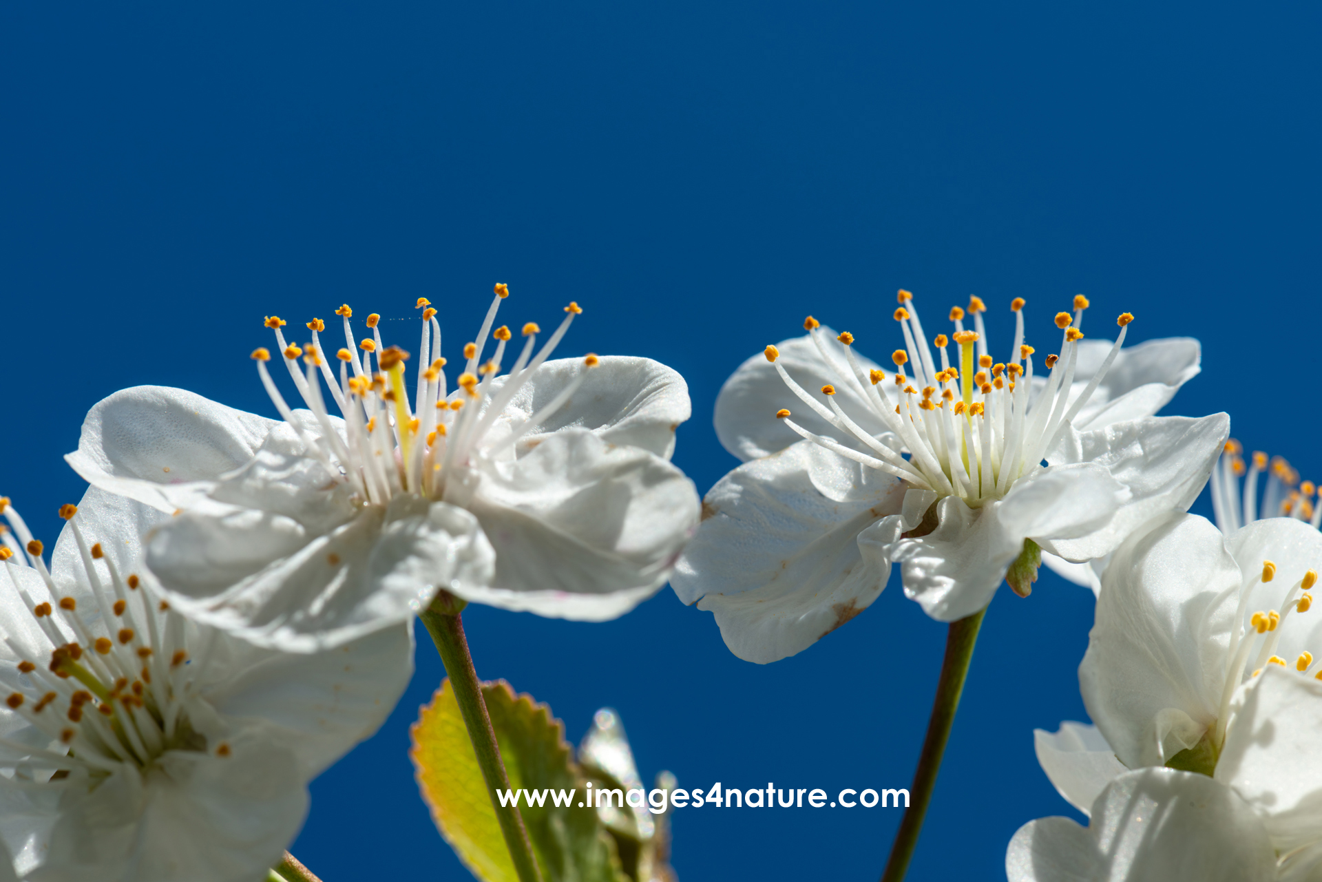 Closeup on blooming plum blossoms against dark blue sky