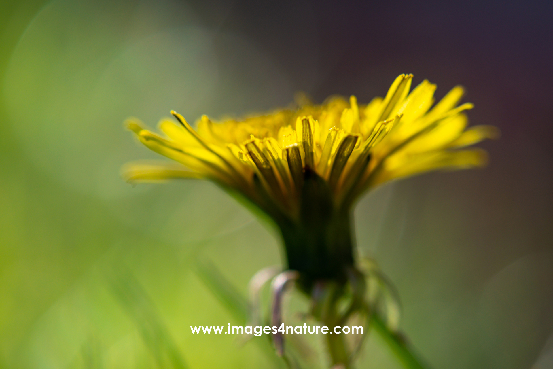 Macro image dandelion flower against unsharp green background