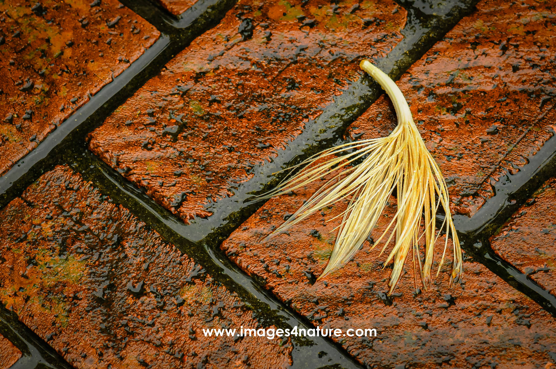 Close up on beige plant tuft on wet red bricks surface