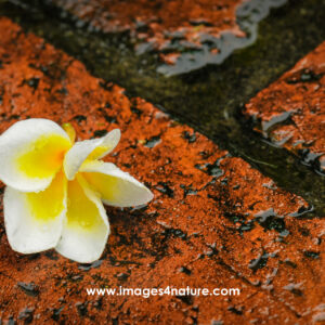 Closeup on white and yellow plumeria flower on wet red bricks