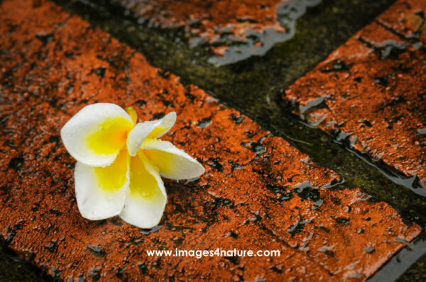 Closeup on white and yellow plumeria flower on wet red bricks