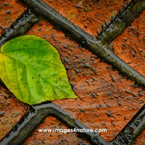 Close-up on one green leaf from a tree on wet red bricks surface