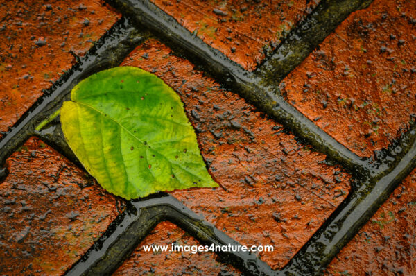 Close-up on one green leaf from a tree on wet red bricks surface
