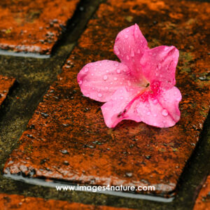 Close up on single pink hibiscus flower on wet red bricks surface
