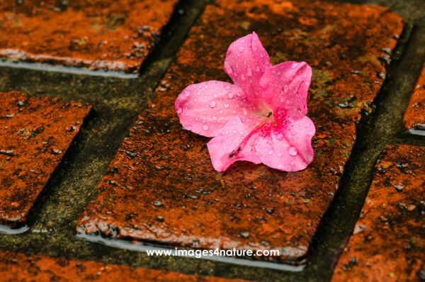 Close up on single pink hibiscus flower on wet red bricks surface