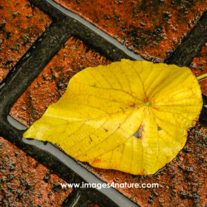 Close-up on single bright yellow leaf on wet red bricks surface