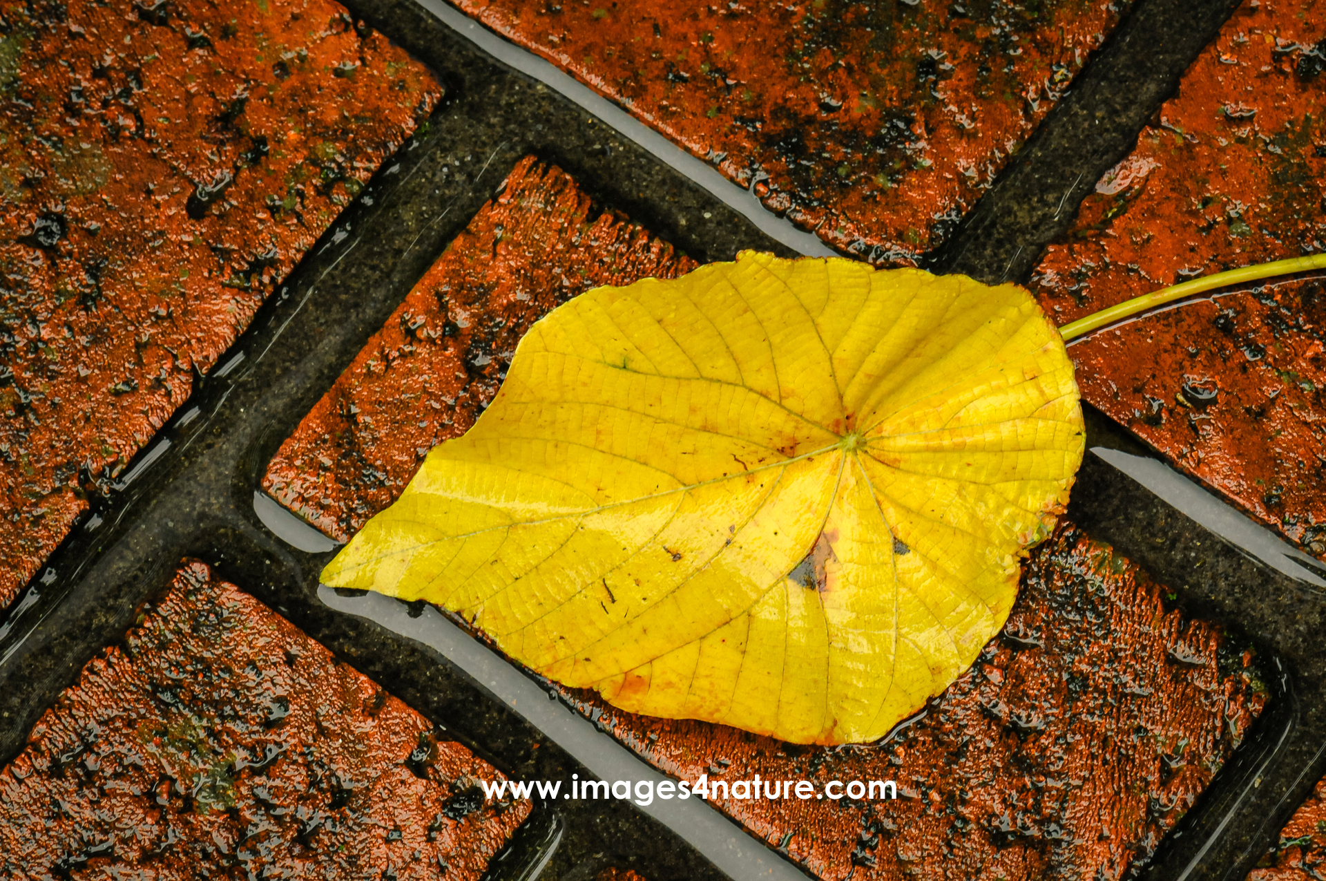 Close-up on single bright yellow leaf on wet red bricks surface