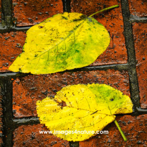 Close up on two yellow-green leaves on wet red bricks surface