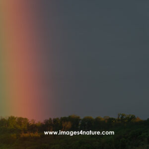 Rainbow against dark sky illuminating the left side of a forest