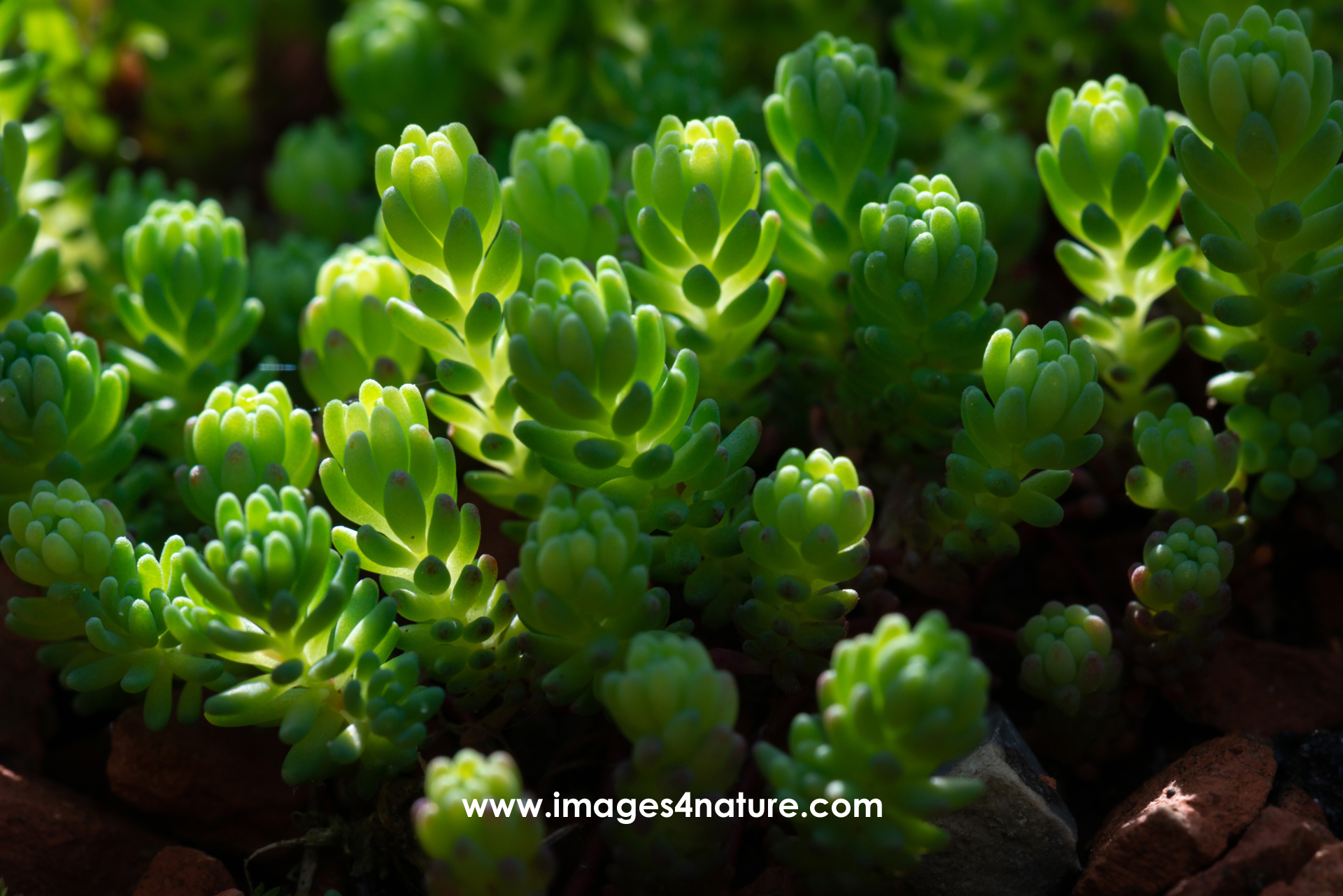Macro shot of green roofing succulents illuminated by sunshine