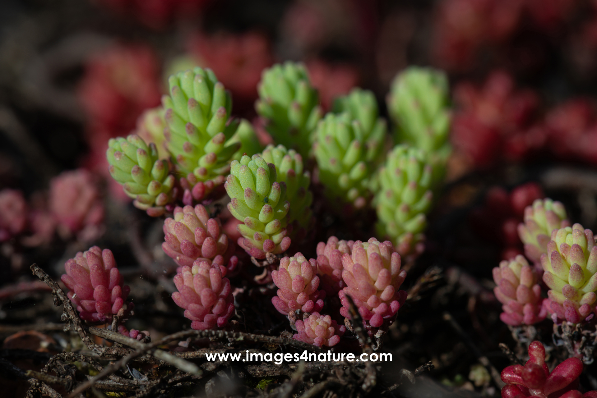 Macro image of green and red colored roofing succulents