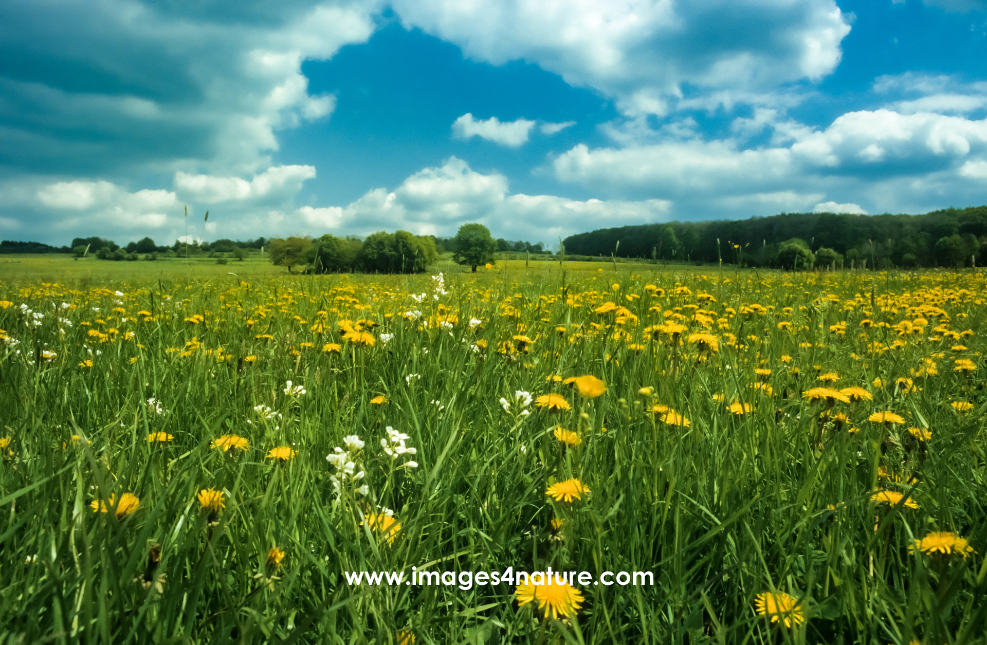 Beautiful summer meadow with blooming flowers and trees