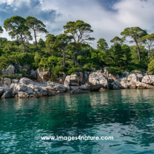 Beautiful rocky coast of Lokrum island with pine trees