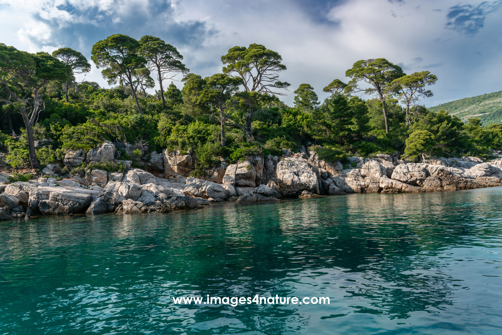 Beautiful rocky coast of Lokrum island with pine trees