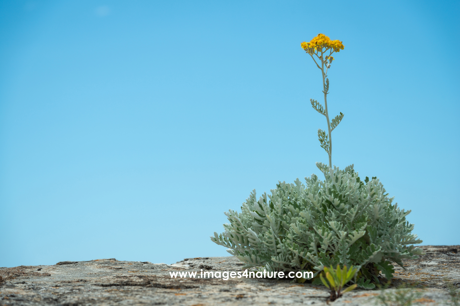 Silver ragwort plant with yellow flowers against blue sky