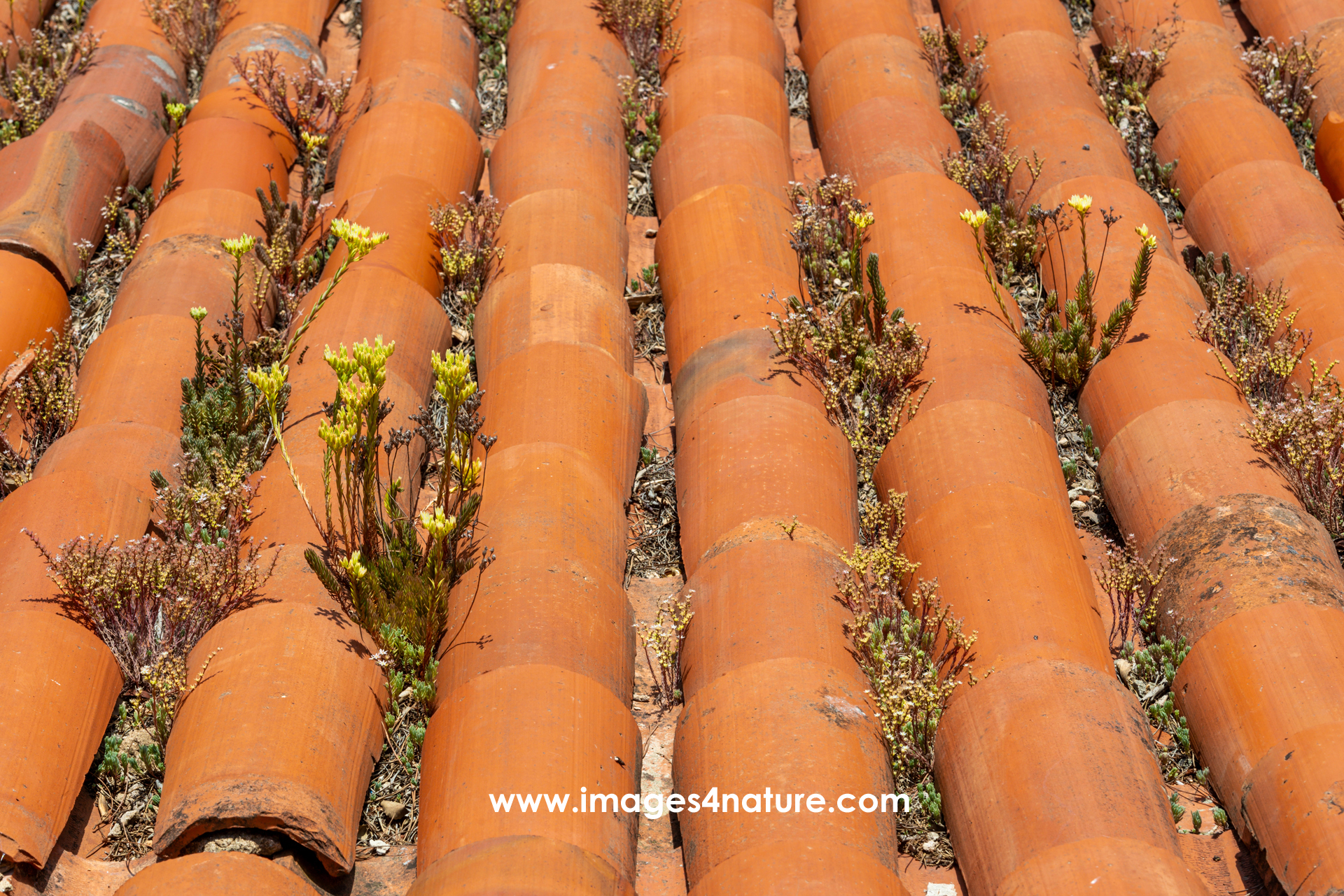 Yellow flowers growing between round red clay roof tiles