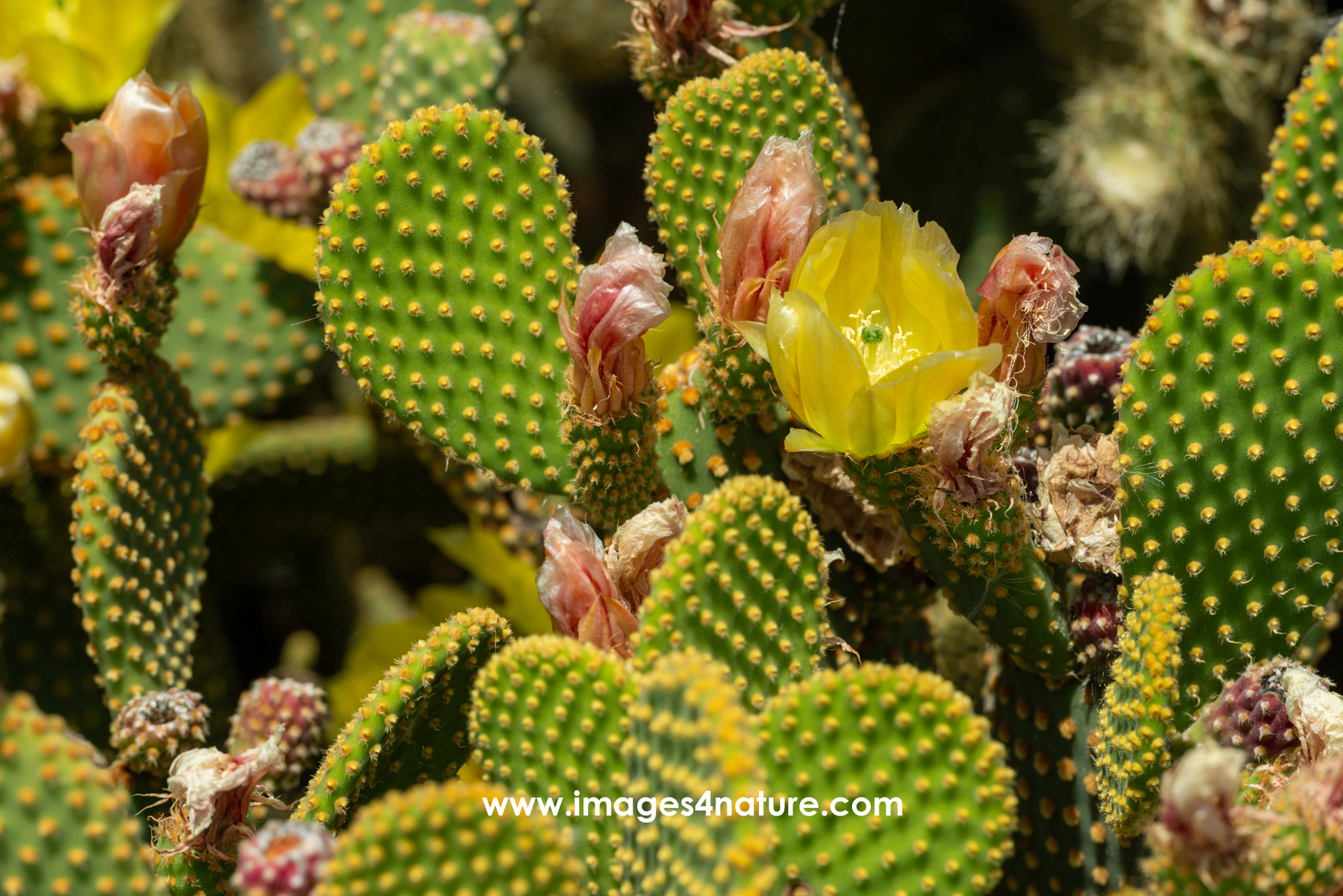 Closeup of cactus leaves blooming with red and yellow flowers