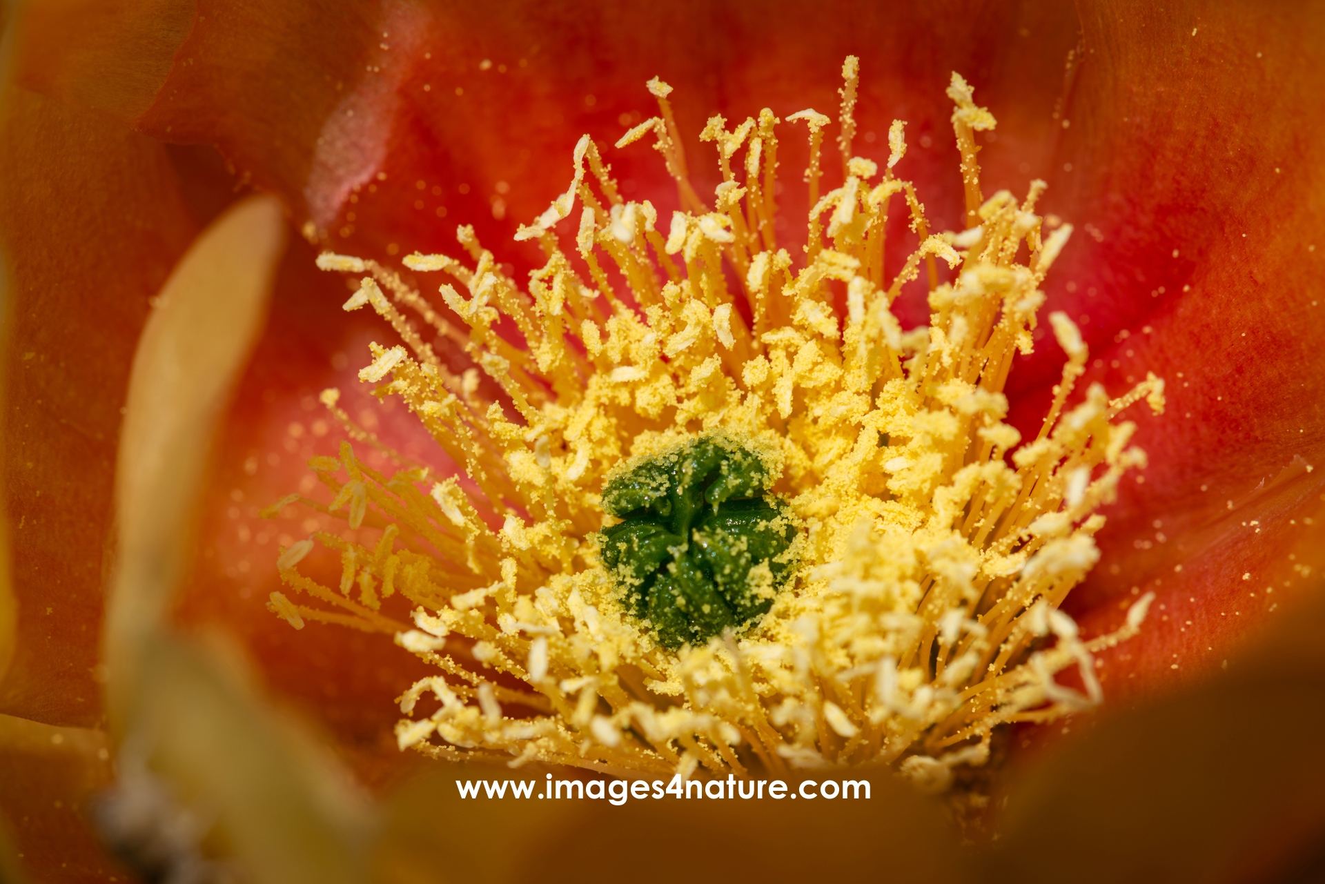 Macro shot of blooming red cactus flower with lots of pollen