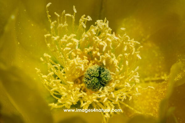 Macro shot of blooming yellow cactus flower with lots of pollen