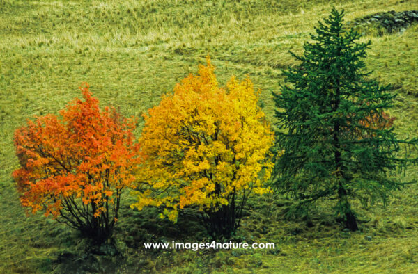 Three trees with red, yellow and green leaves on alpine meadow