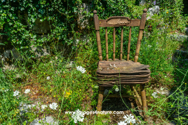 Single weathered wooden chair standing in summer garden