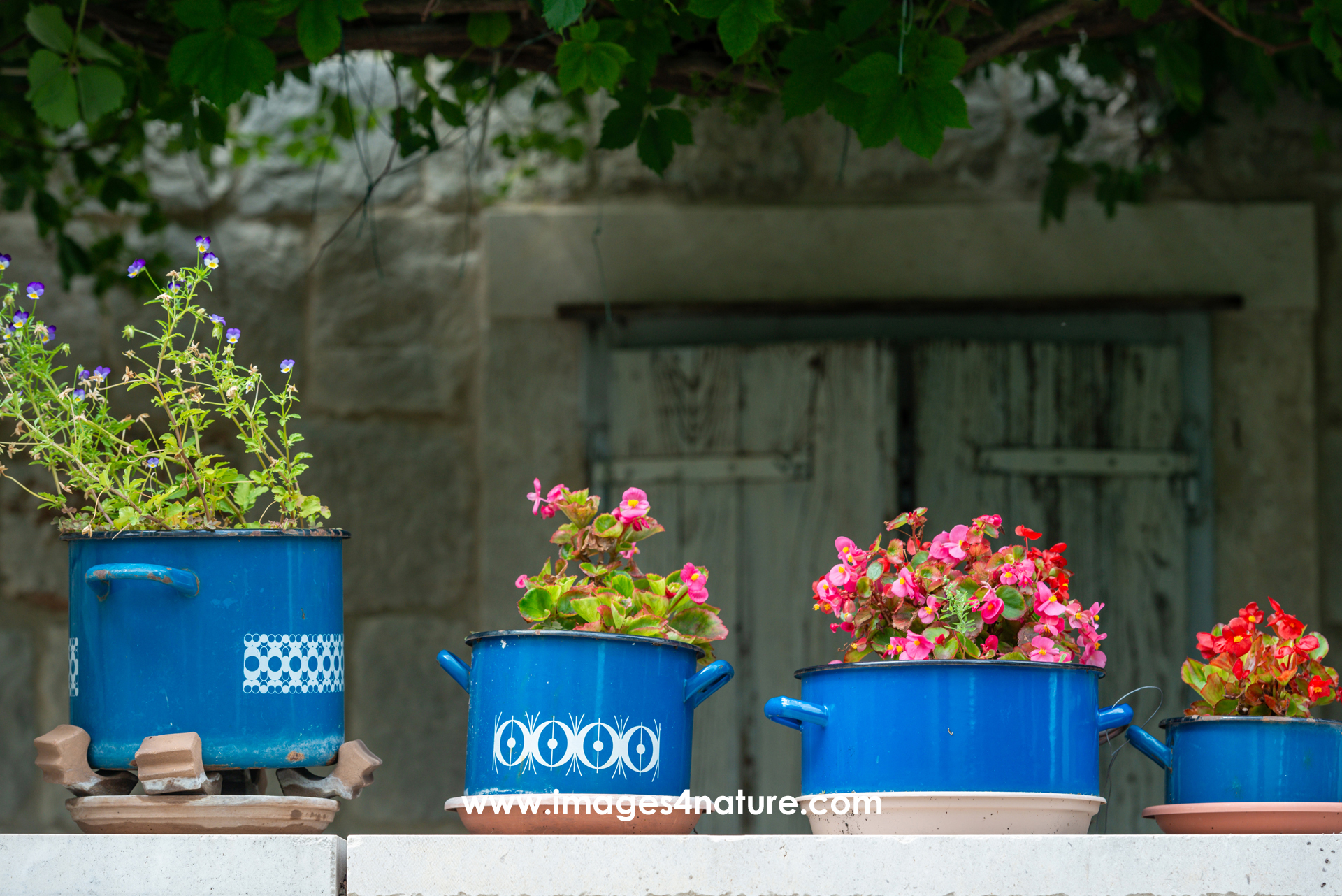 Four blue enamel cooking pots on balcony with flowering plants