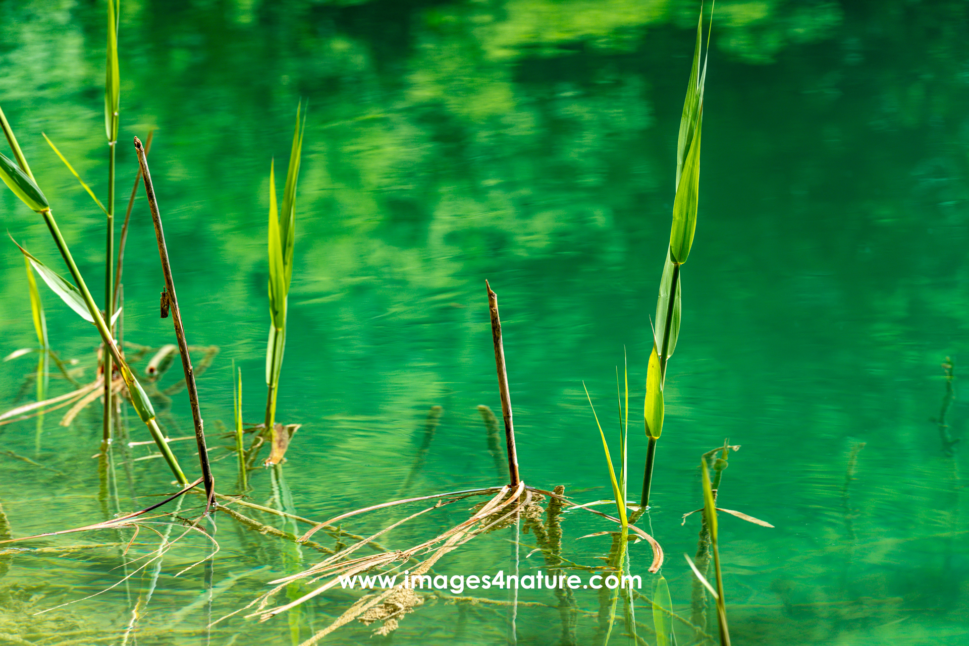 Several reeds of reed growing in green Plitvice lakes water
