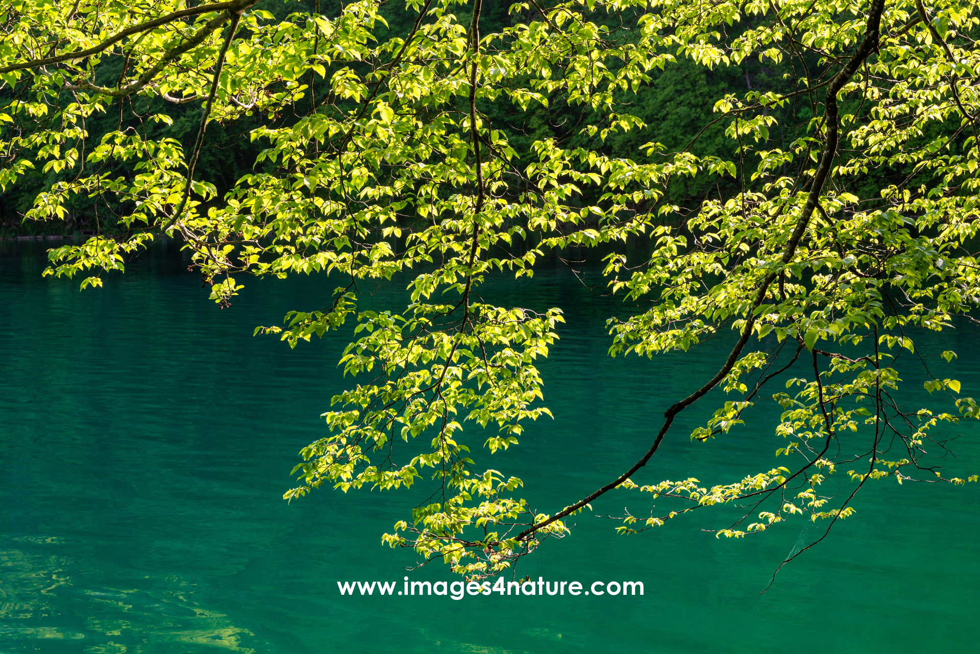 Branches with fresh green spring leaves against turquoise lake