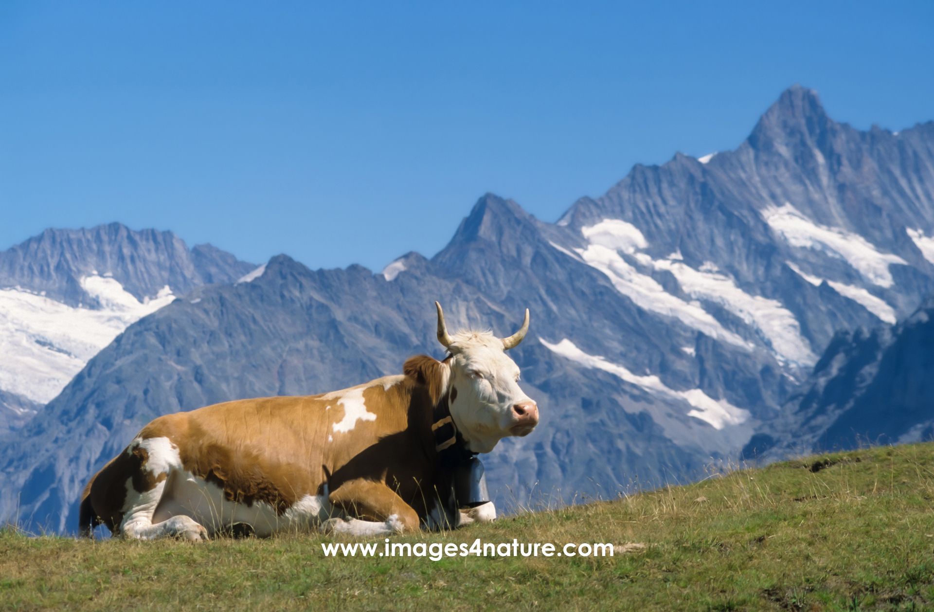 Brown and white cow lying on grass against alpine peaks and sky