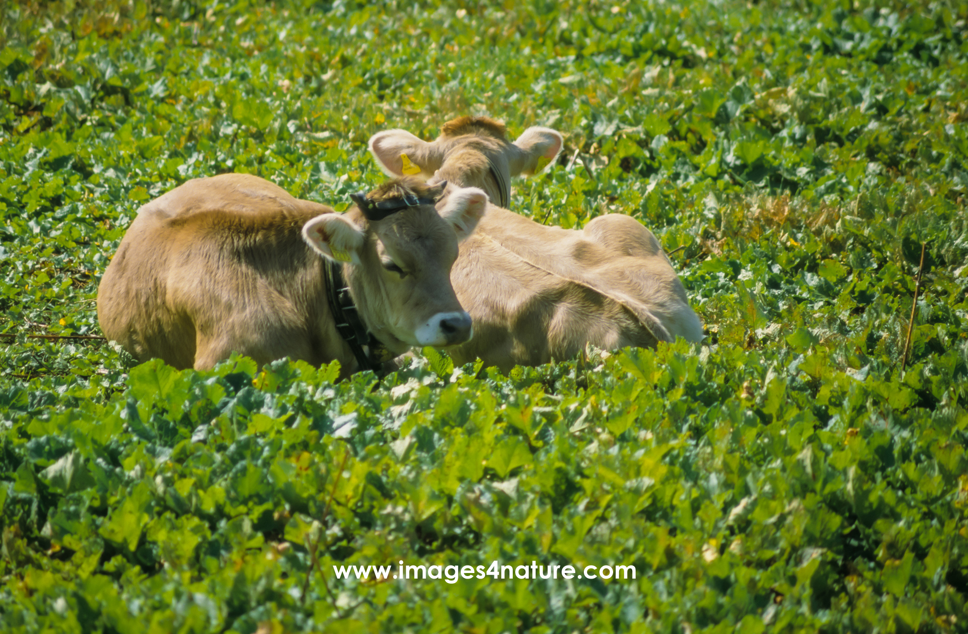 Two brown calfs taking a rest in a bed of green summer leaves