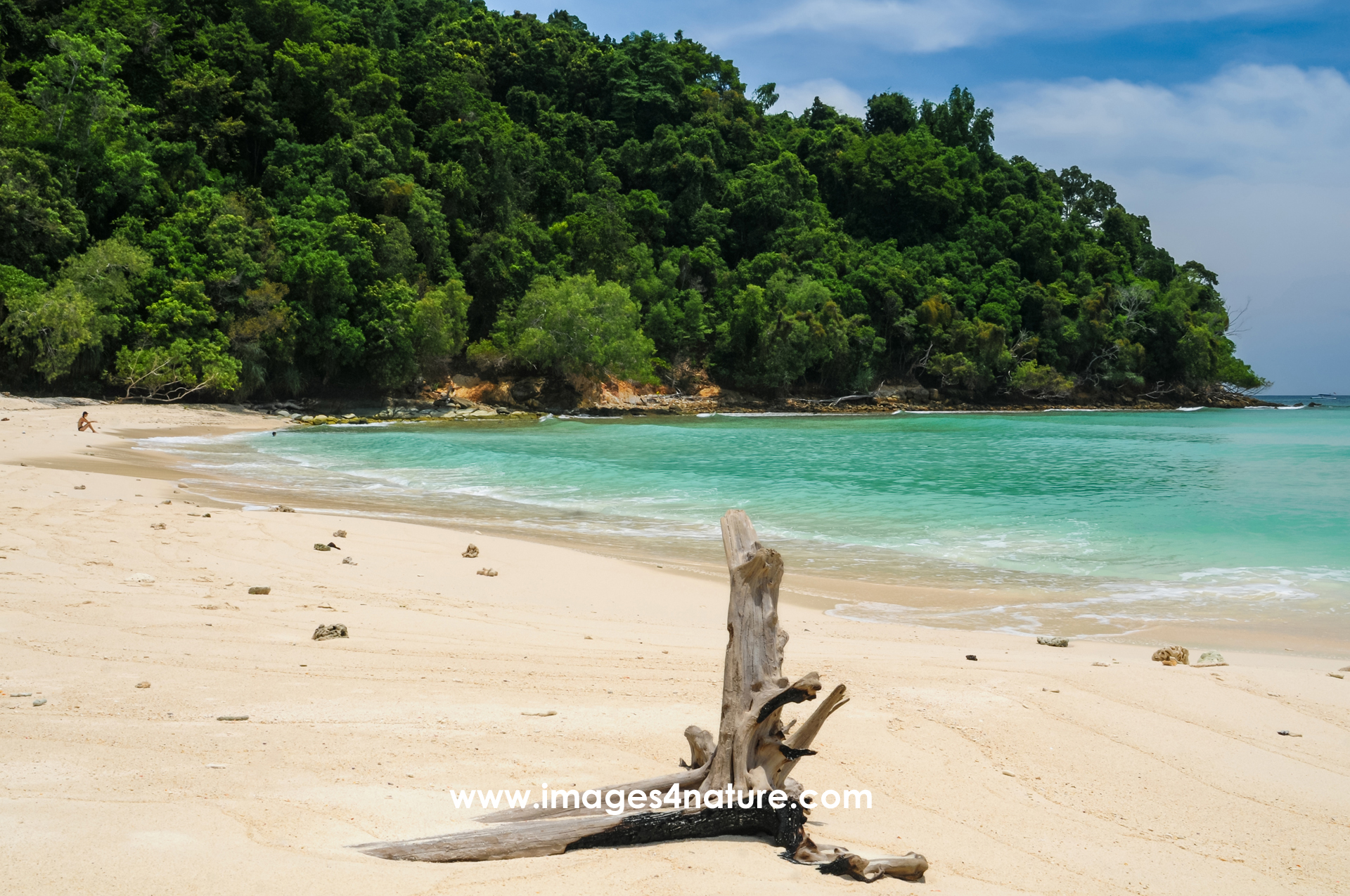 Sandy Malaysian island beach with tropical forest and tree trunk