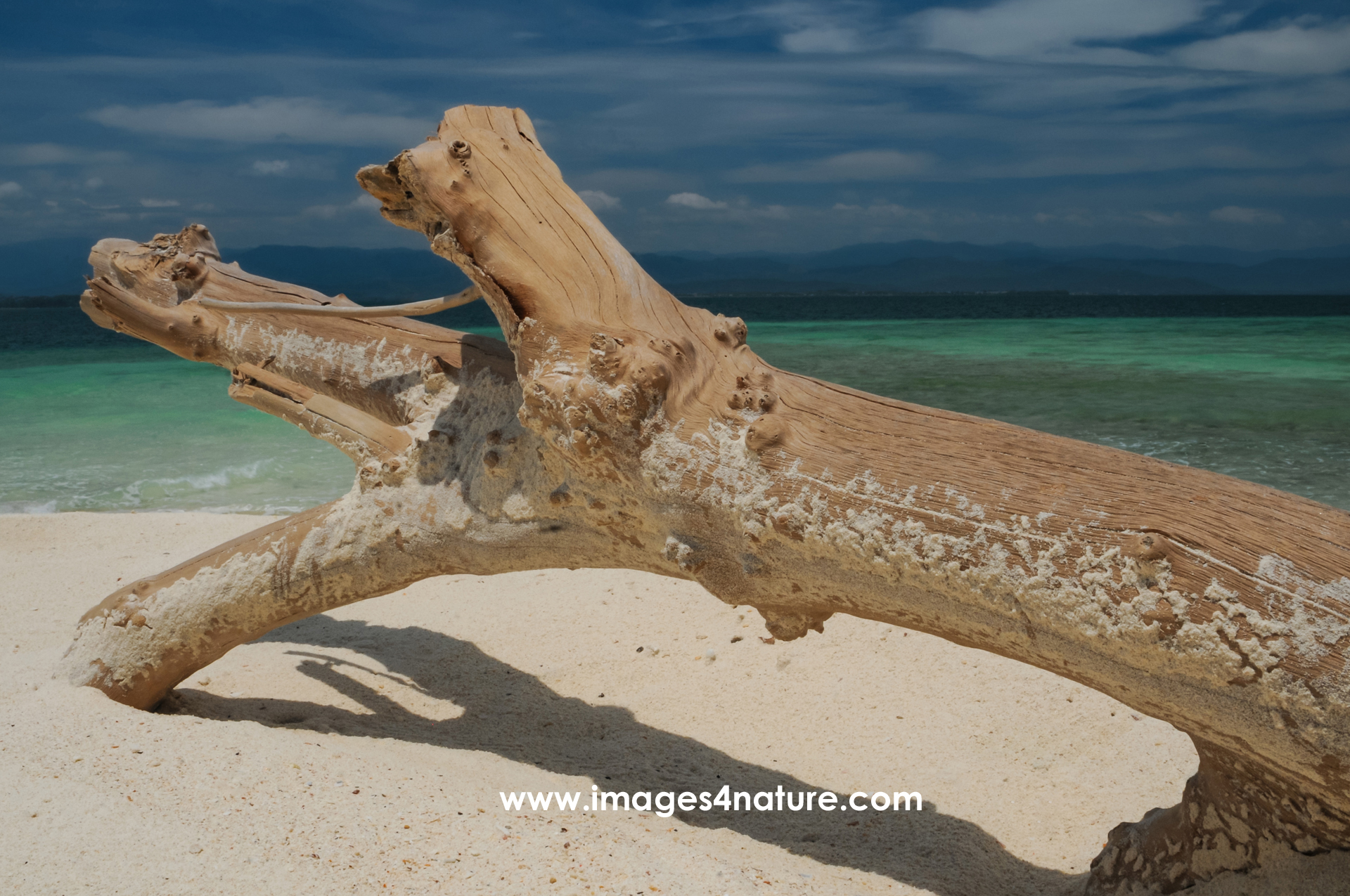 Tree trunk lying on a sandy beack with turquoise sea background