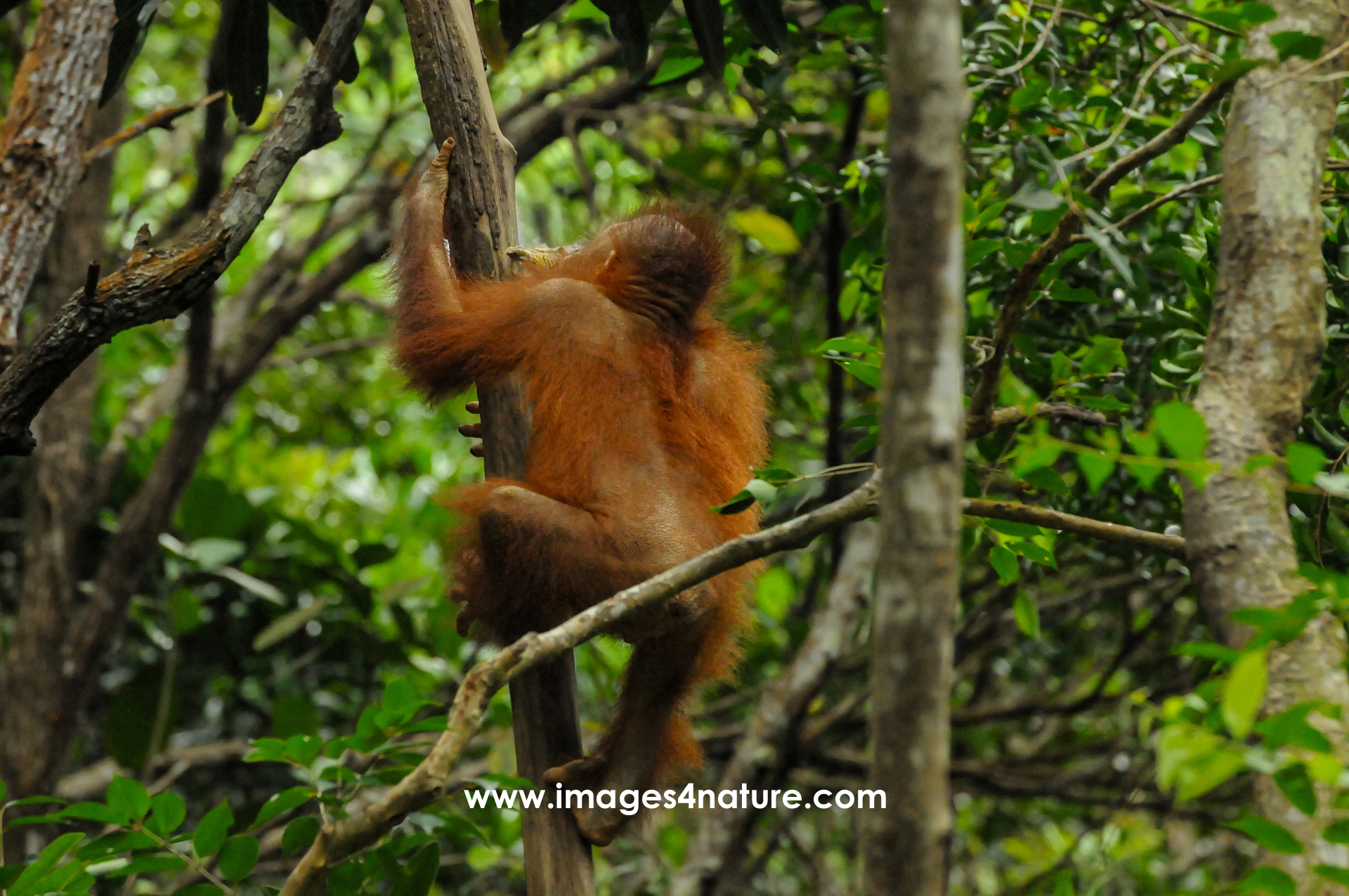 Rear view of orangutan climbing up a tree in tropical forest