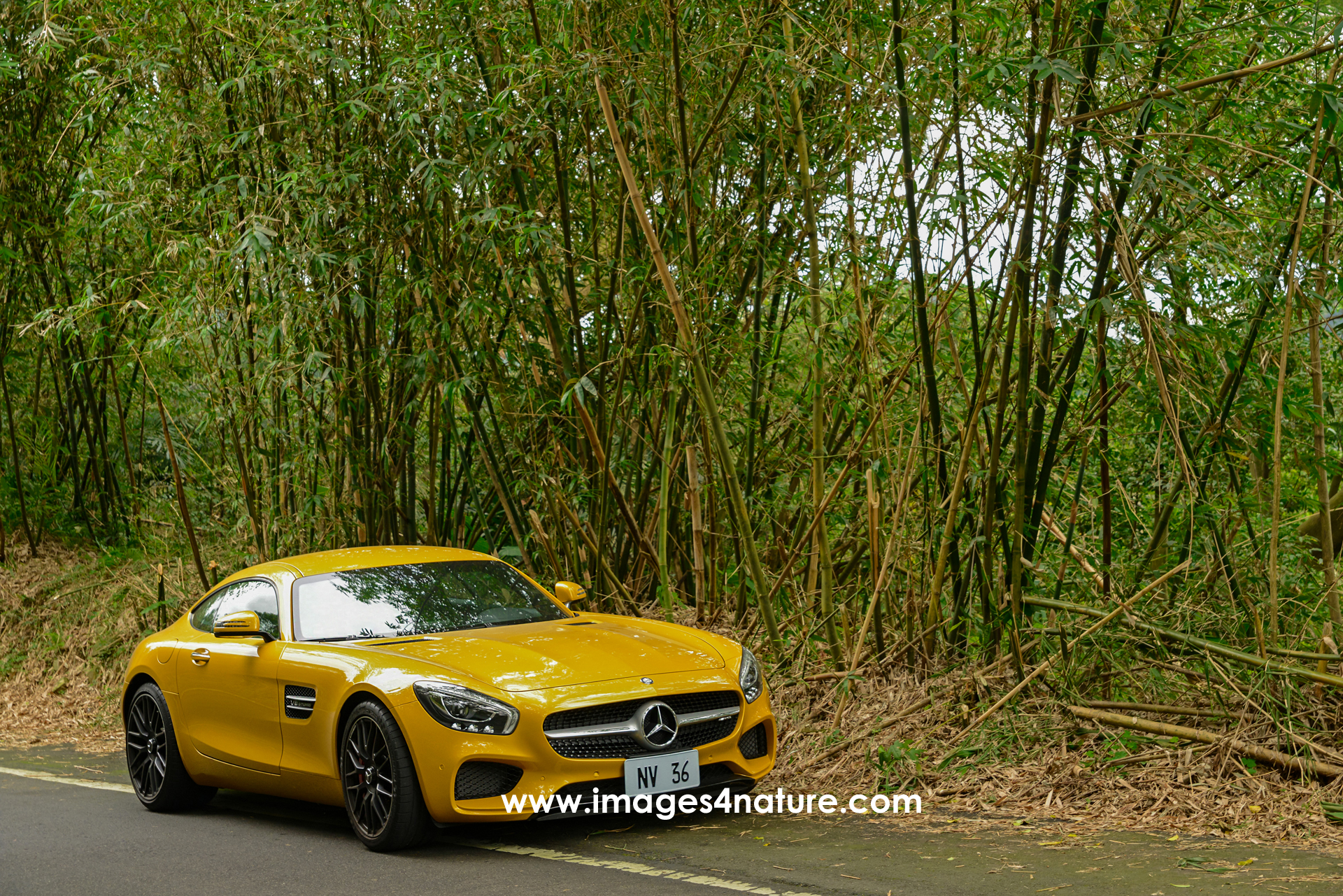 Yellow Mercedes AMG GT Coupe parked next to bamboo forest