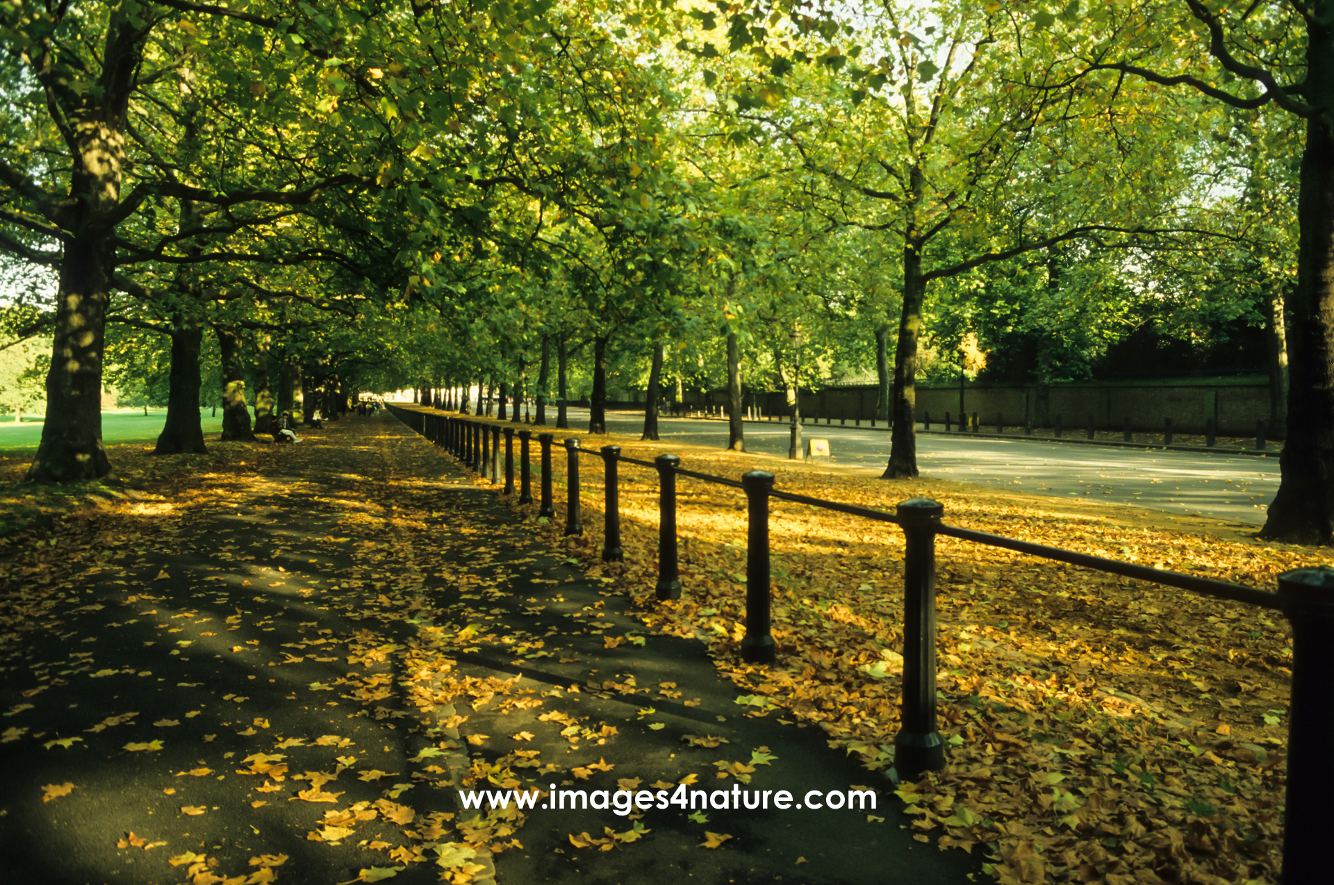 Yellow autumn leaves on a footpath and street in a London park