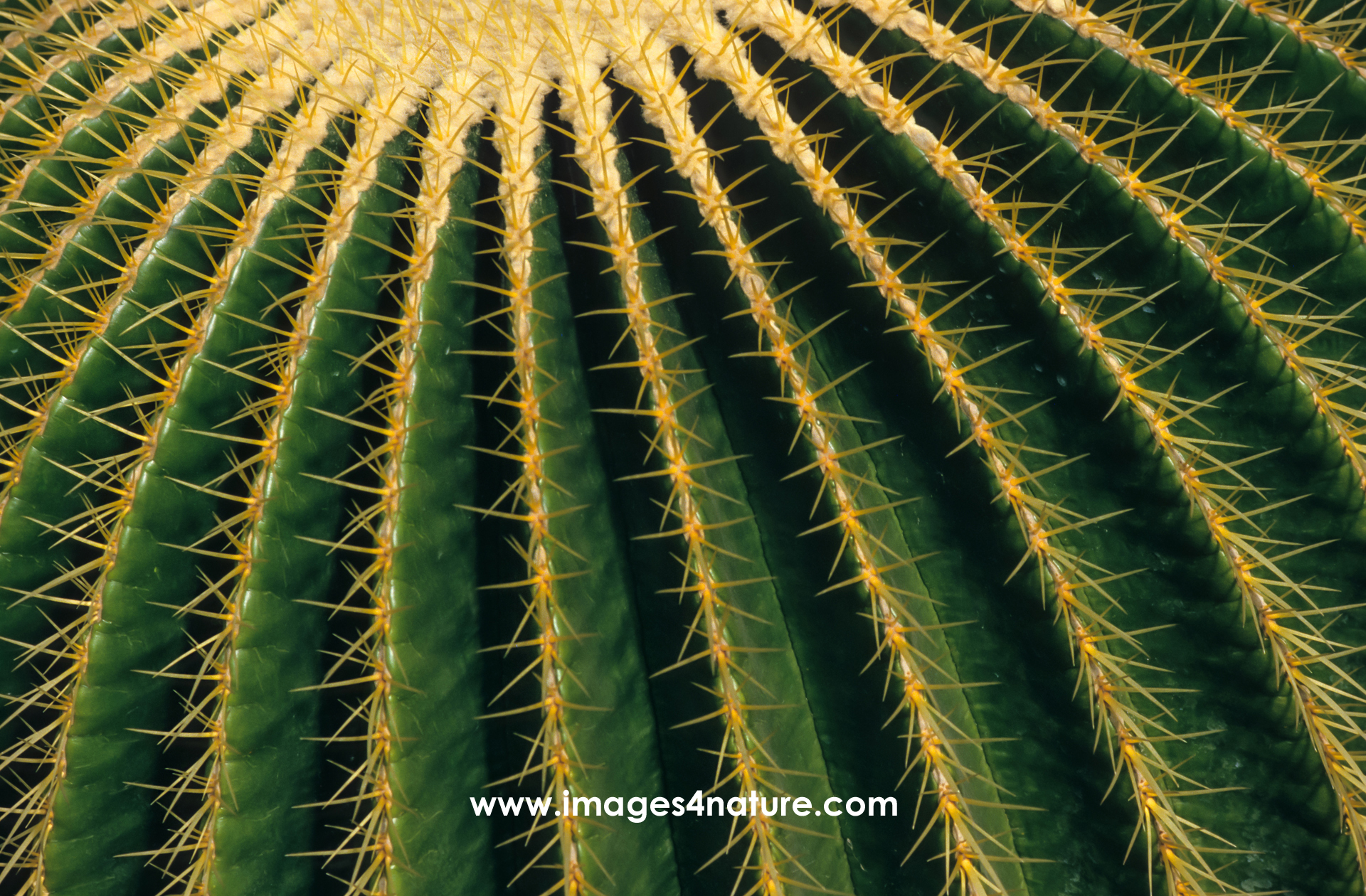 Partial close view of green barrel cactus with lots of yellow spines