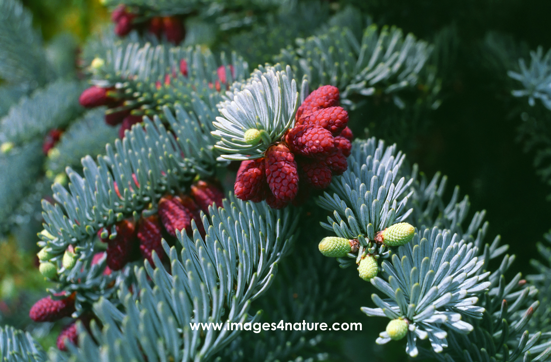 Close look at red cones of blue spruce tree