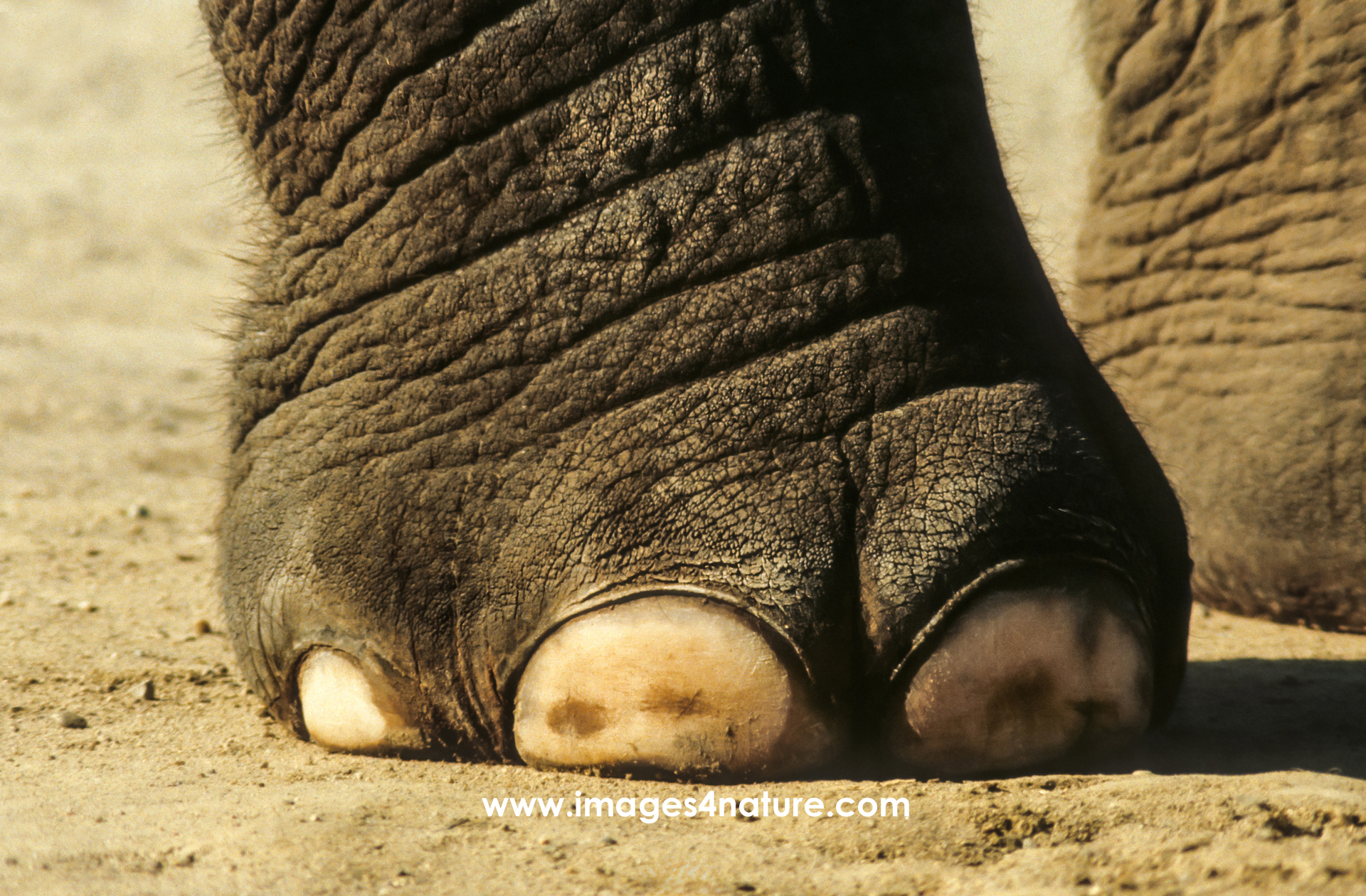 Closeup on elephant foot on sandy soil