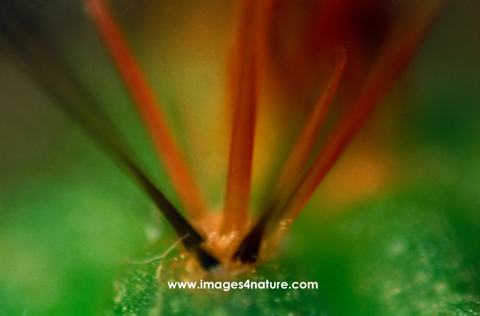 Macro of red spines on green cactus