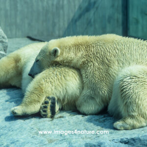 Two polar bears cuddling asleep on a big rock