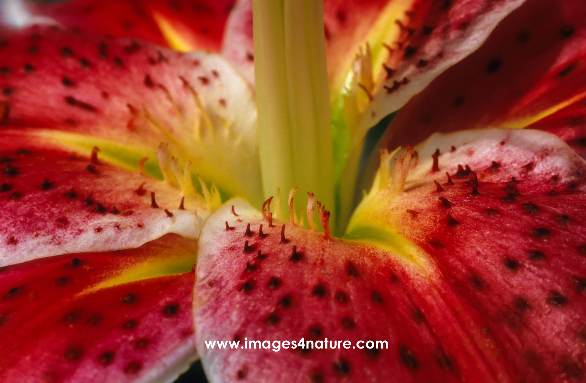 Close up of red amaryllis flower interior