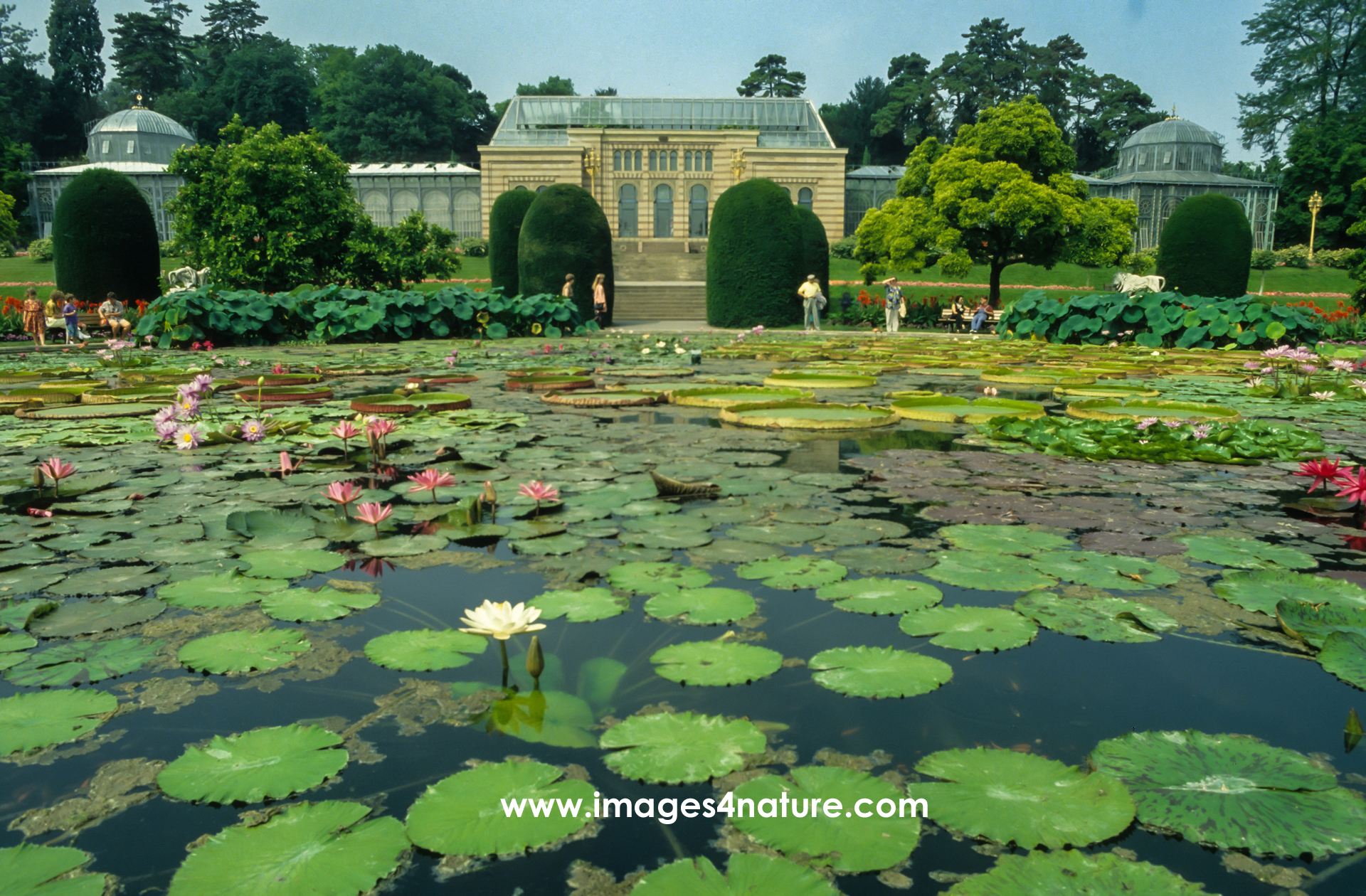 Romantic pond with water lilies in botanical garden